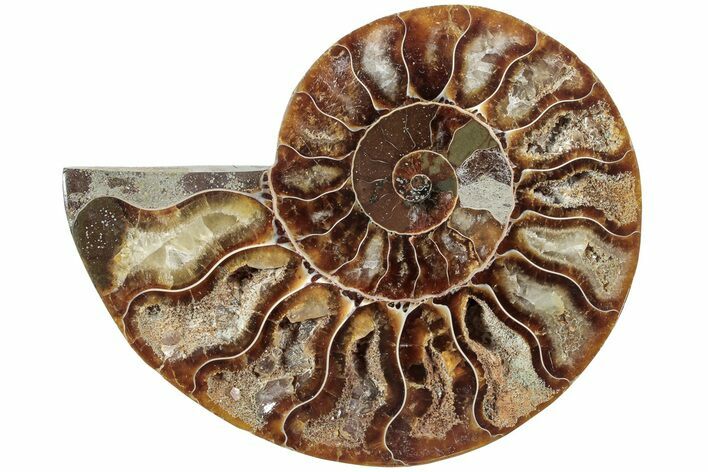 Cut & Polished Ammonite Fossil (Half) - Madagascar #233557